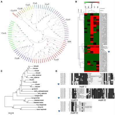 AaCycTL Regulates Cuticle and Trichome Development in Arabidopsis and Artemisia annua L.